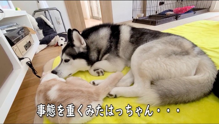 寝転がる子猫に顔を近づけるハスキー犬