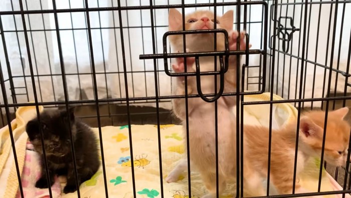ケージ内に3匹の子猫がいる様子