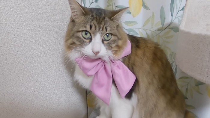 ピンクのリボン