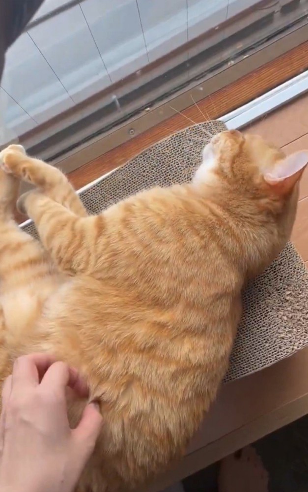 撫でてもらう猫