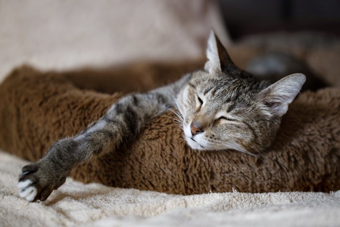 ベッドでくつろぐ老猫