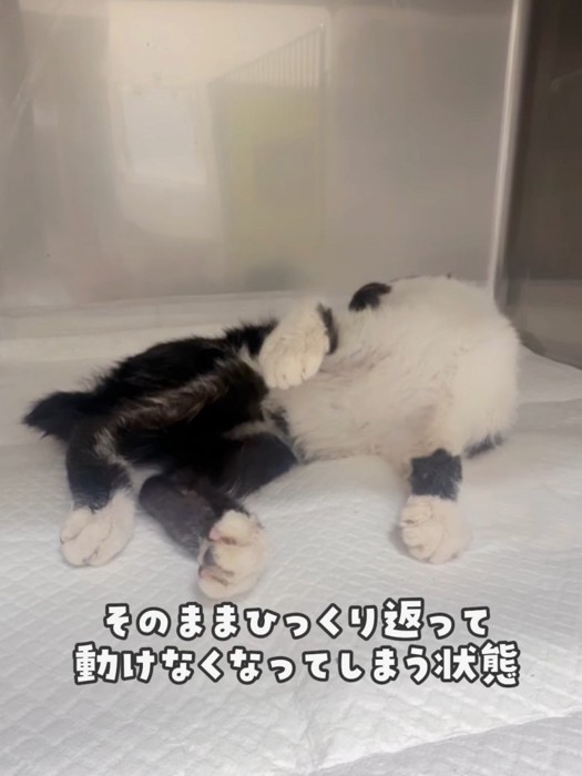 仰向けになる猫