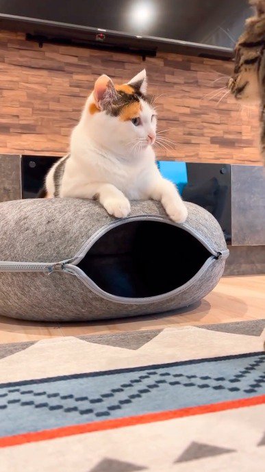 キジトラ猫を見つめる三毛猫