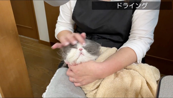 ドライヤーをかけられて目を細める猫