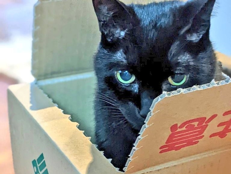 ダンボール箱から顔を出す黒猫