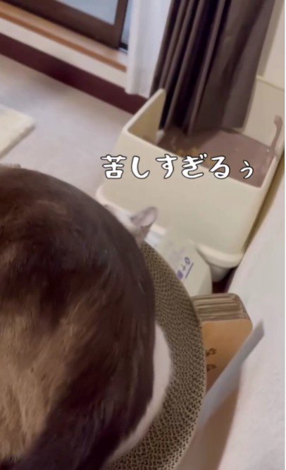 子猫の上に乗っている大人の猫