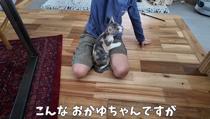 猫じゃらしで遊ぶ子供と猫