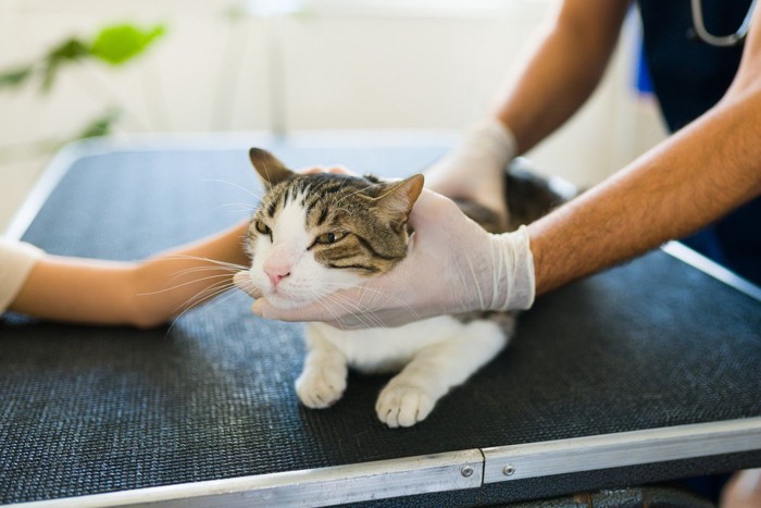 診察される猫