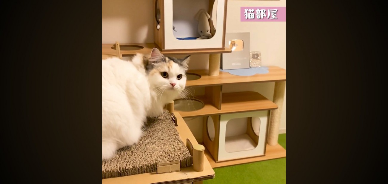 猫部屋