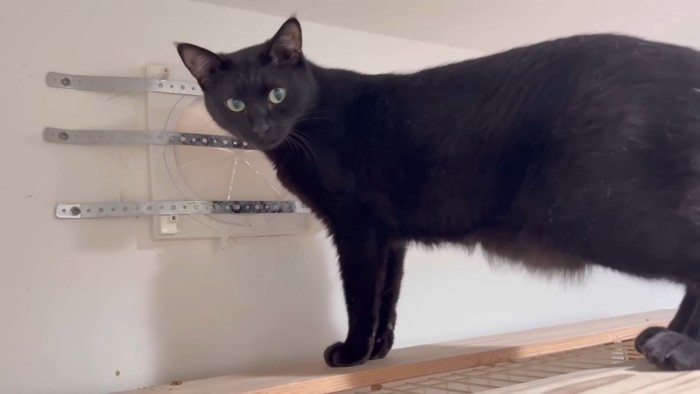 パパさんを見つめるチロルちゃん