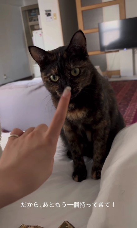 ベッドの上の猫