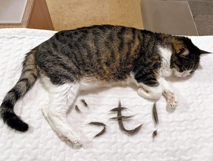 猫の足と抜け毛で作られた「ぐっも」の文字