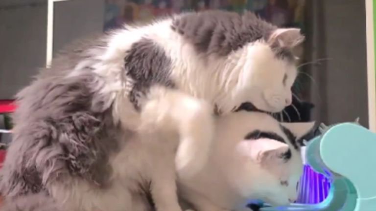 知育玩具の前にいる猫たち