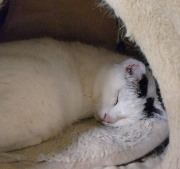 寝ている猫