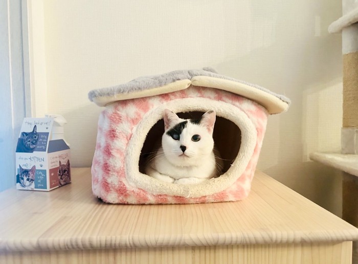 ハウス型のベッドの中にいる猫