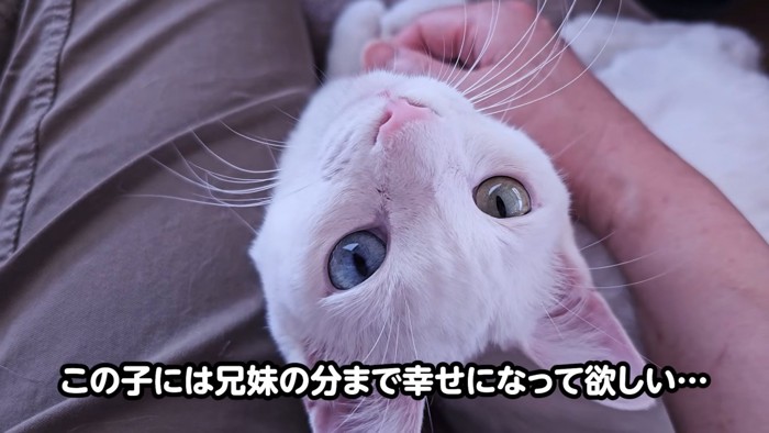 見上げる子猫