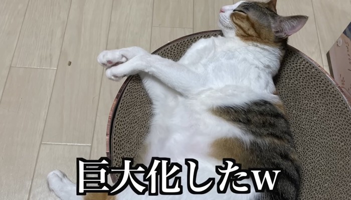 巨大化したの文字と三毛猫