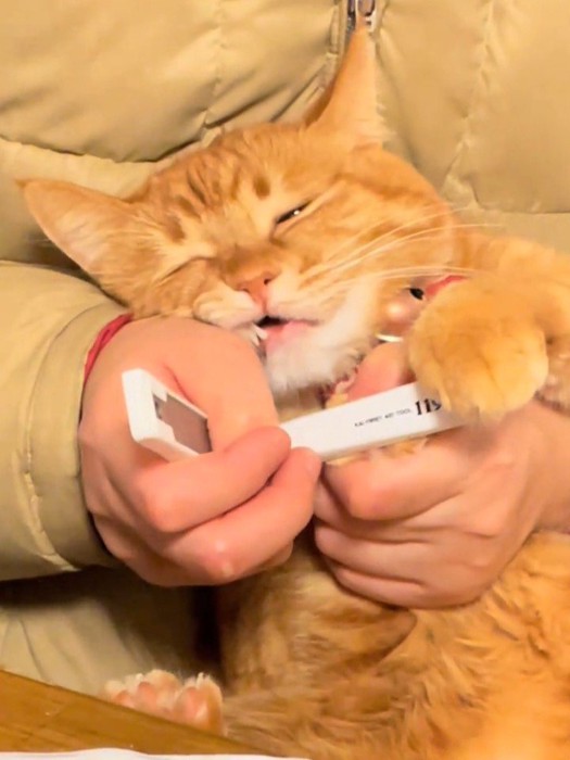 目を細める猫