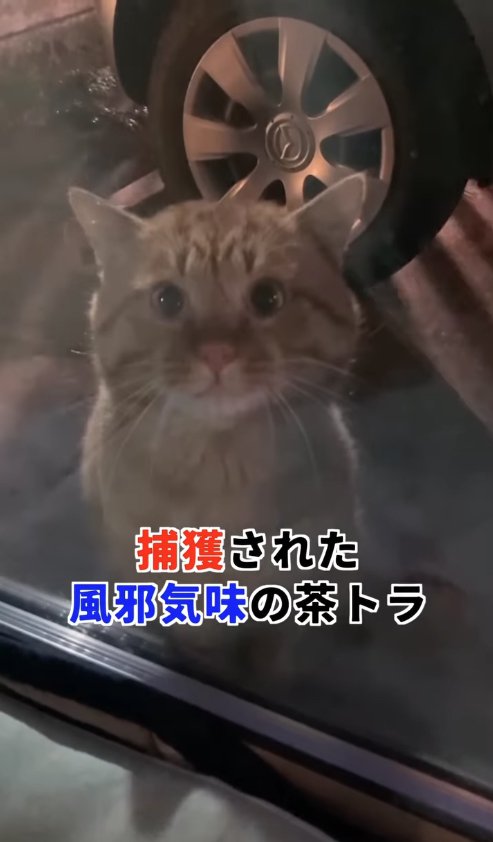 窓の外から家の中を覗く猫