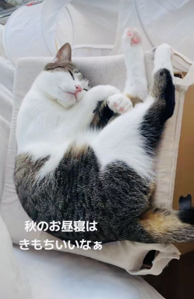 段ボールハウスの上で寝るキジシロ猫