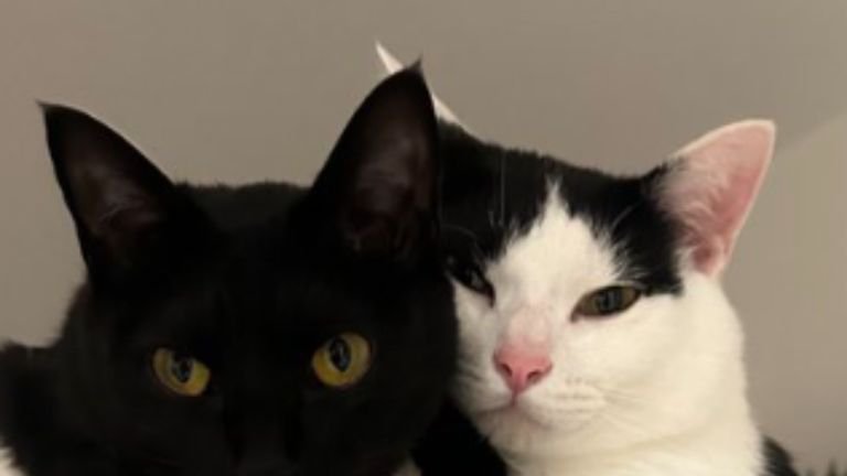 ハンモックにいる猫たち