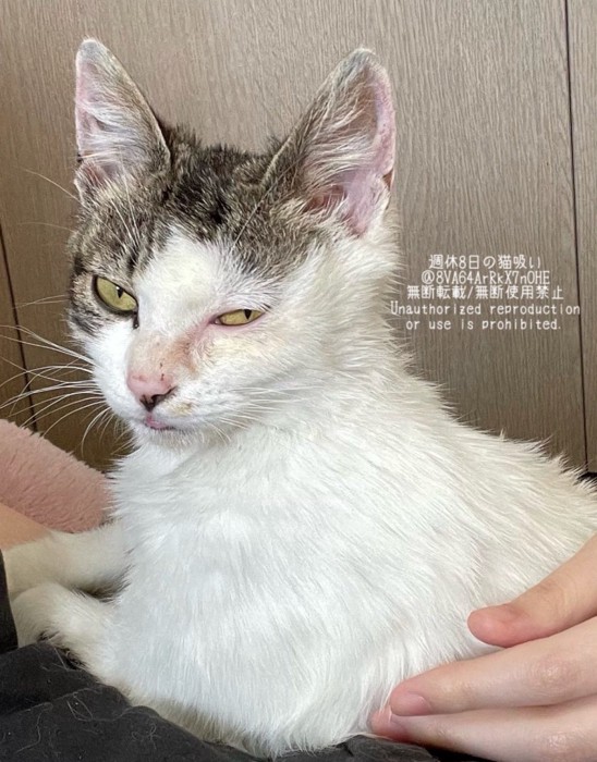 保護当時の子猫