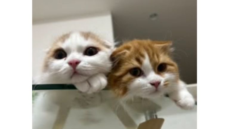 室内にいる猫