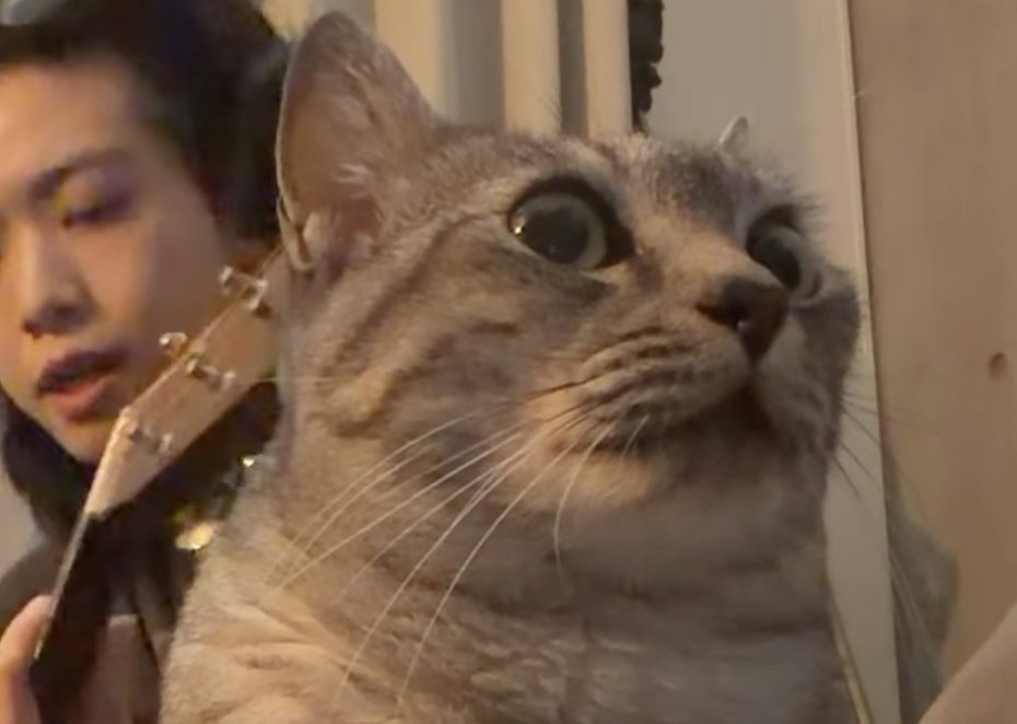 男性の手前で演奏を聴く猫アップ