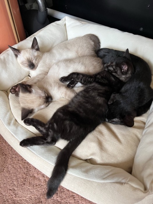 寝ている子猫たち