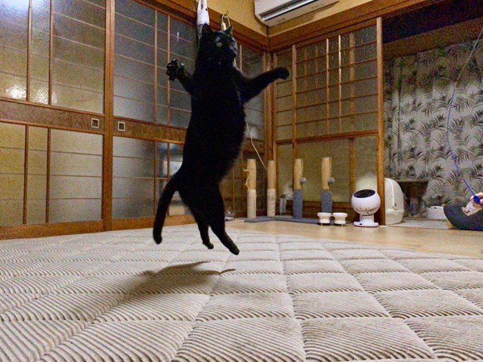 跳び上がる黒猫