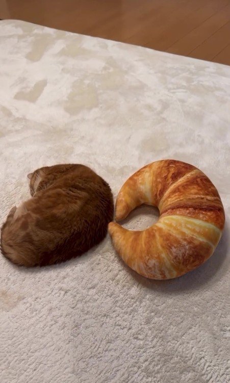 クロワッサン型のクッションと猫