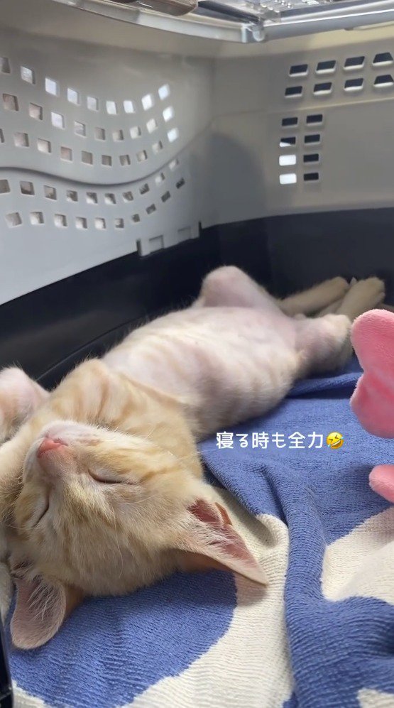 お腹を出して眠る子猫