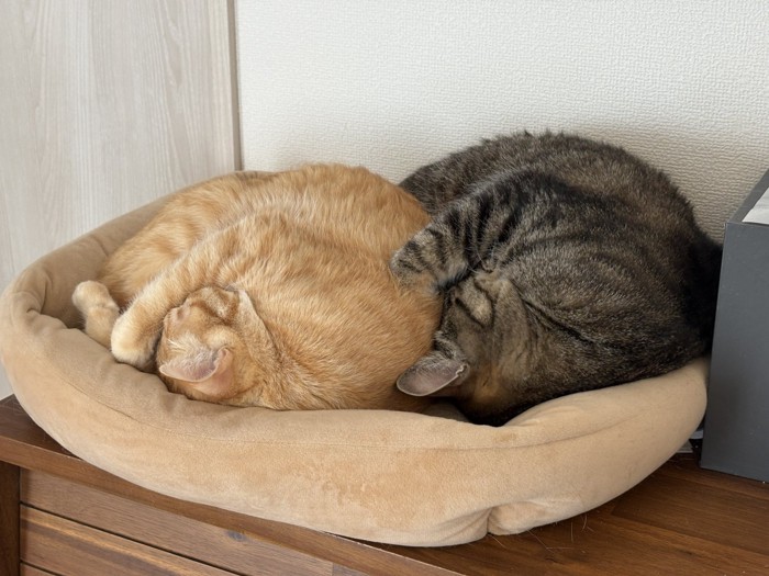 丸くなって寝ている2匹の猫