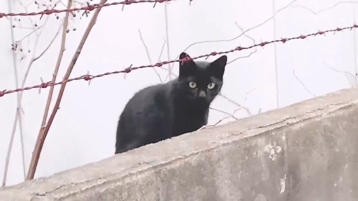 外にいる黒猫