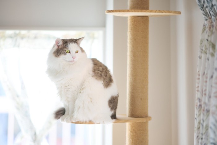 キャットタワーに座る長毛の猫