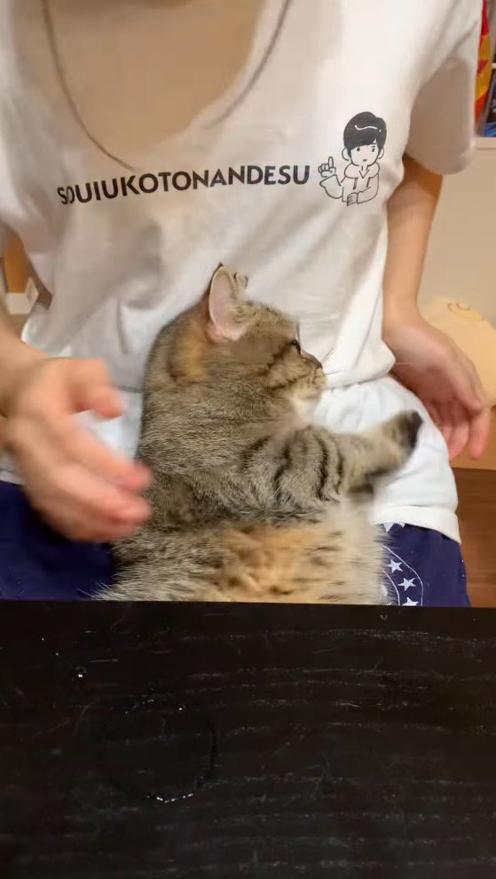 横になっている猫の背中を触ろうとする女性