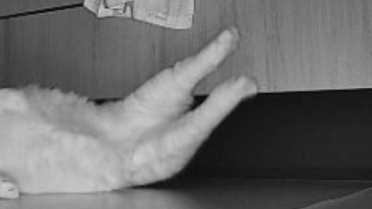 ペットカメラに映る猫