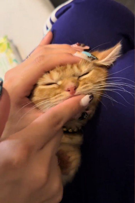 目を閉じる子猫