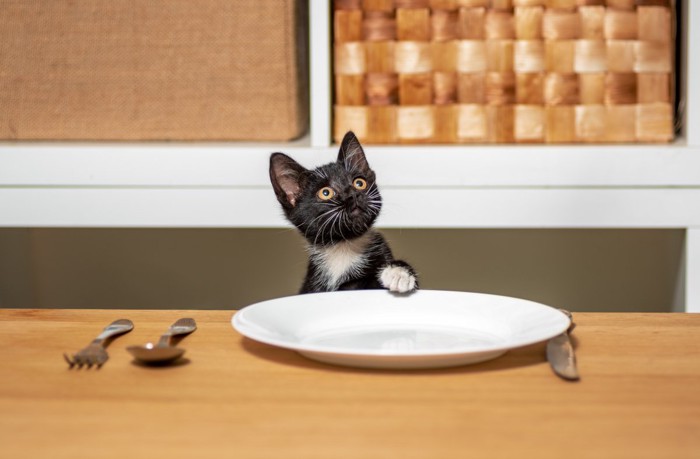 お皿に片手を乗せる子猫