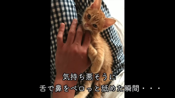 目を開けている子猫