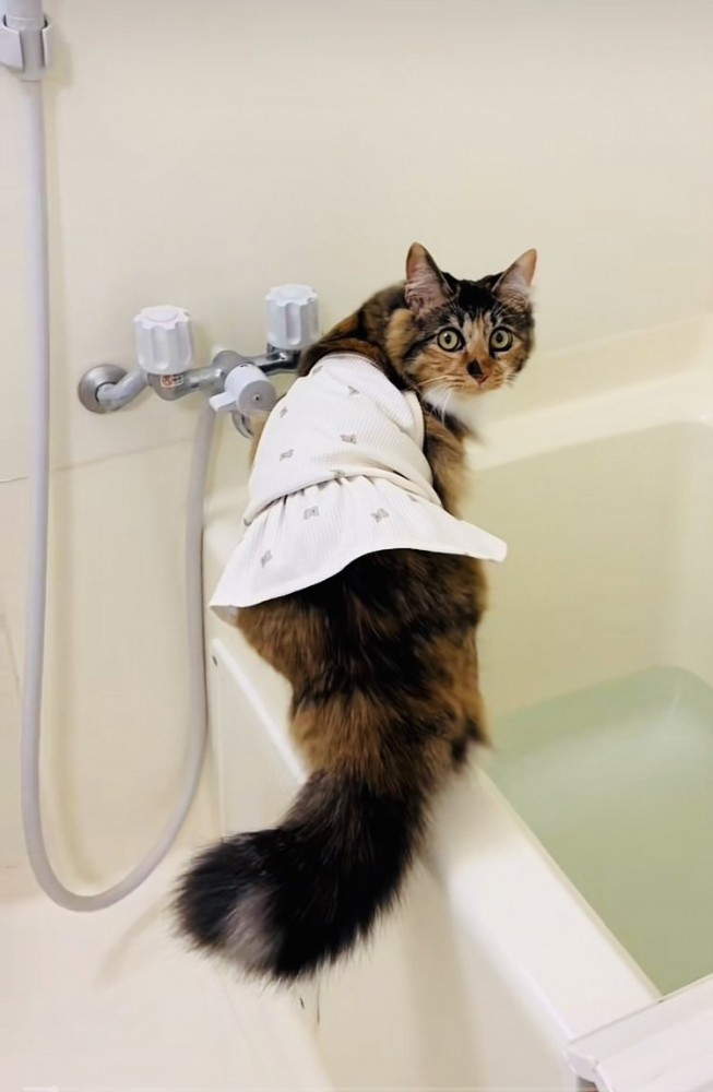 バスタブに乗る三毛猫