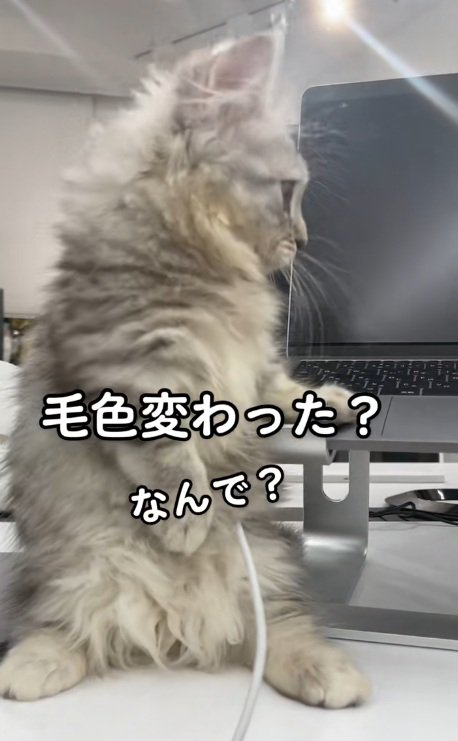 後ろ足で立って横を見ているマンチカンの子猫