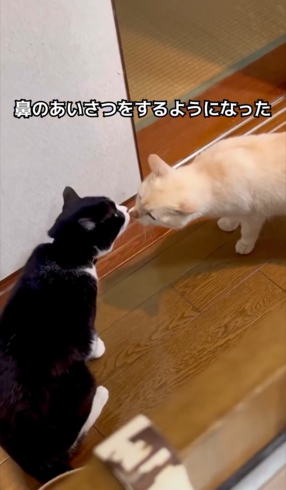 鼻と鼻を合わせる2匹の猫