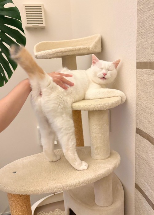 おしりを向ける猫
