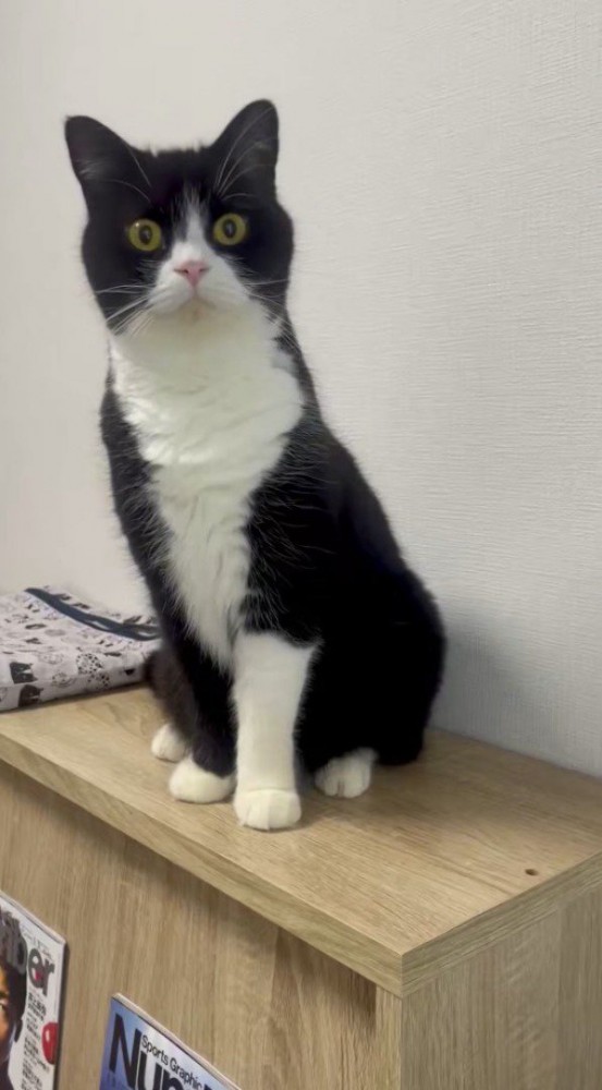 棚の上に座っている猫