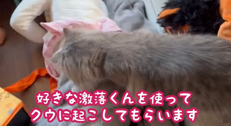 子供の上に乗って遊ぶ猫（好きな激落ちくんを使ってクゥに起こしてもらいます）