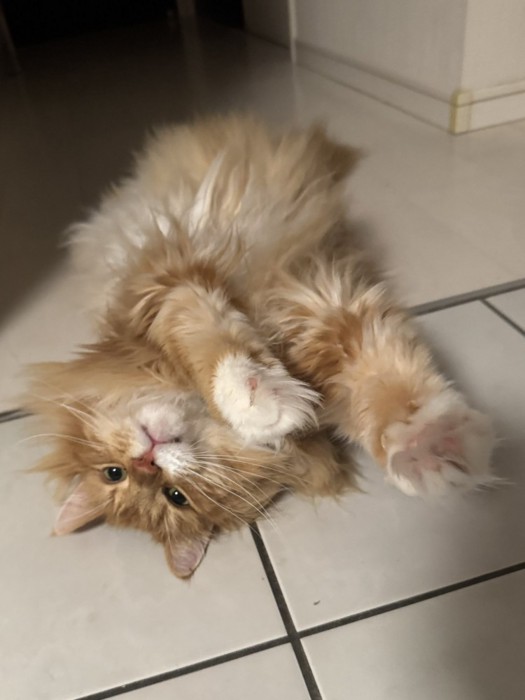 前に手を伸ばしてへそ天する猫