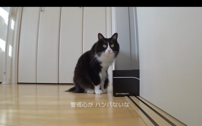 警戒する猫