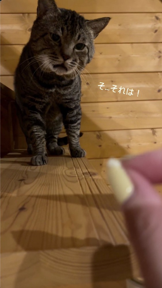 飼い主さんの指の先をみる猫