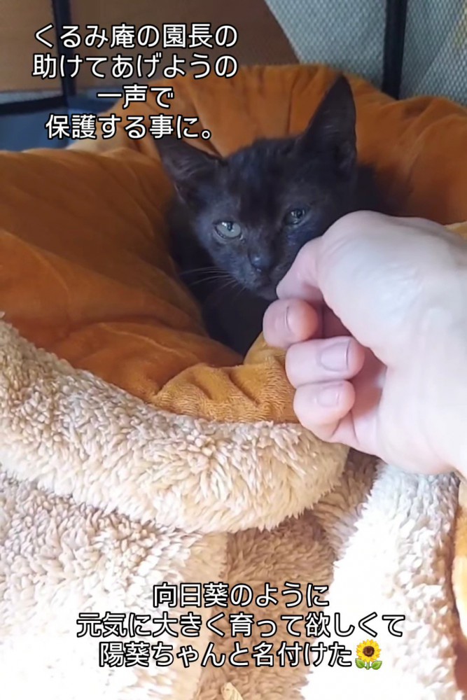 顔を触られる子猫